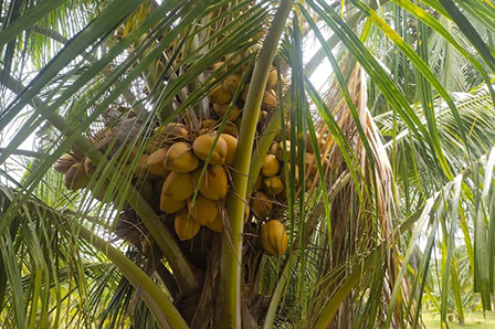 Best Tender Coconut Suppliers in Bangalore