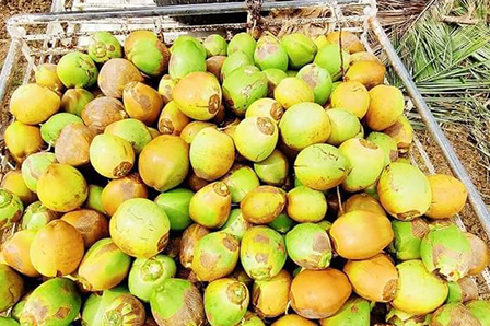 Tender Coconut Suppliers & Distributors in Bangalore